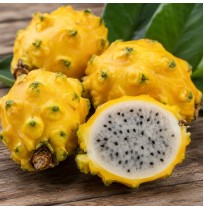 Yellow Dragon Fruit 
